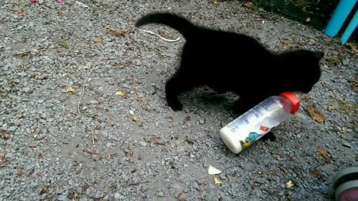 146 Cat-Thieves That Were Caught Red-Pawed