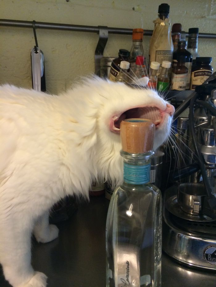 146 Cat-Thieves That Were Caught Red-Pawed