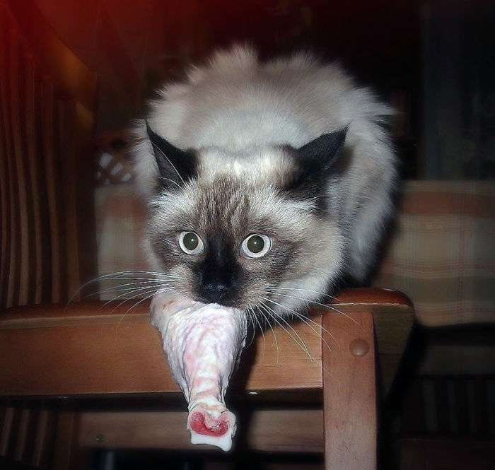 146 Cat-Thieves That Were Caught Red-Pawed