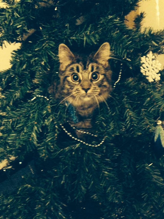 146 Cat-Thieves That Were Caught Red-Pawed