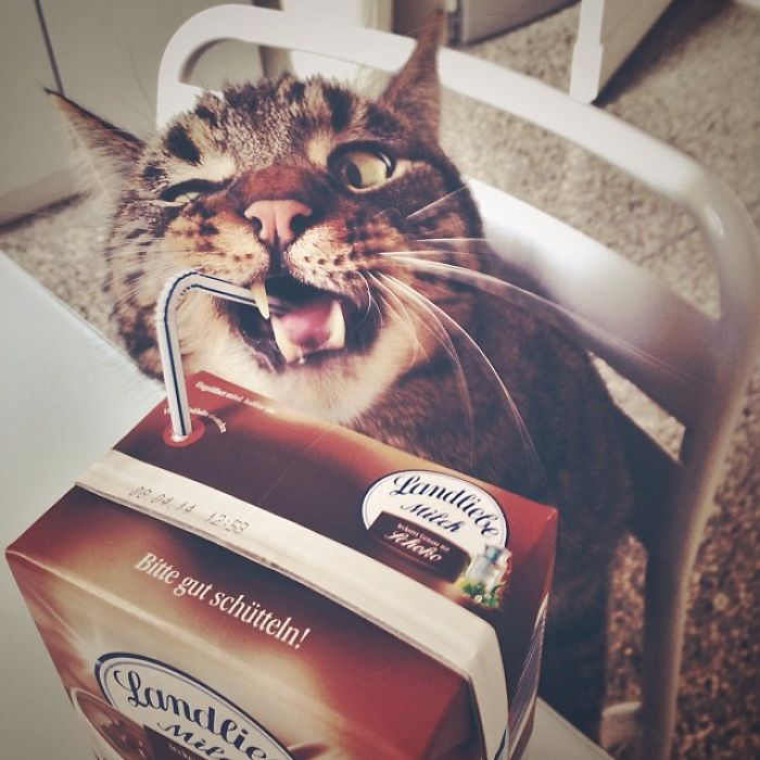 146 Cat-Thieves That Were Caught Red-Pawed