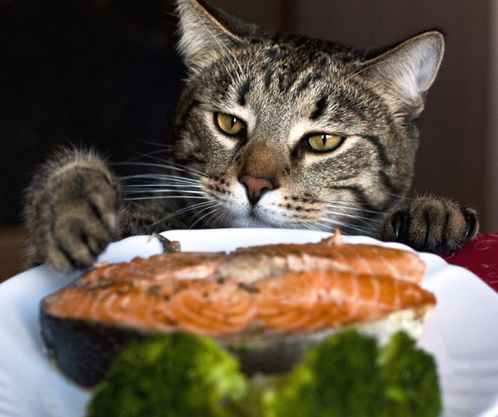 146 Cat-Thieves That Were Caught Red-Pawed