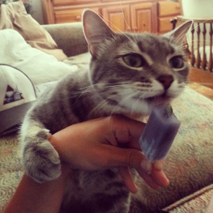 146 Cat-Thieves That Were Caught Red-Pawed