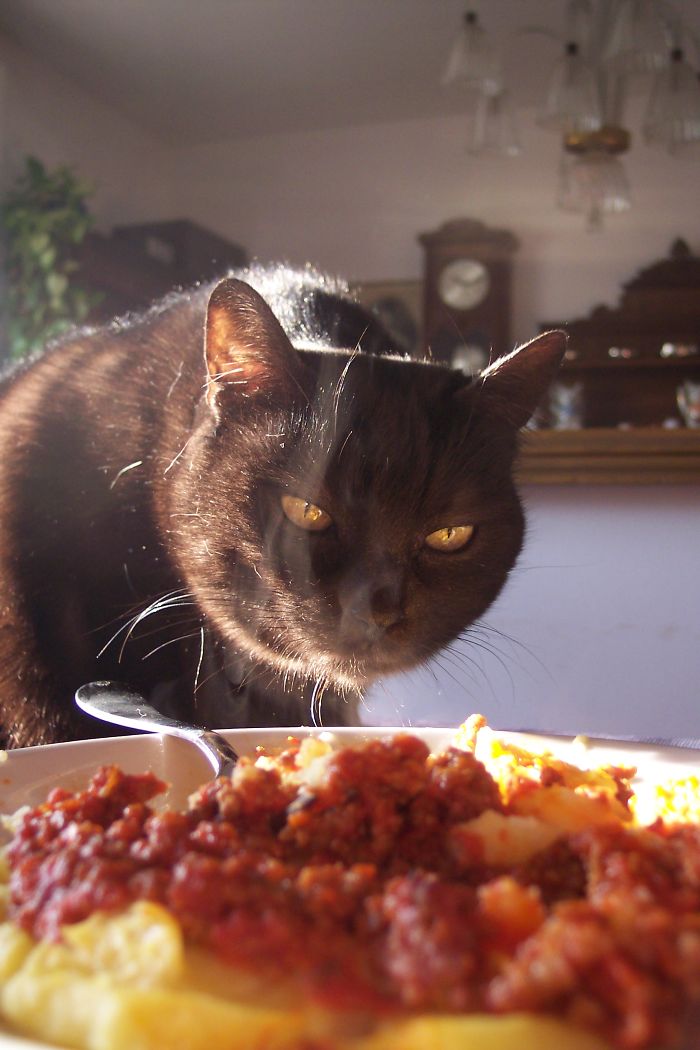 146 Cat-Thieves That Were Caught Red-Pawed