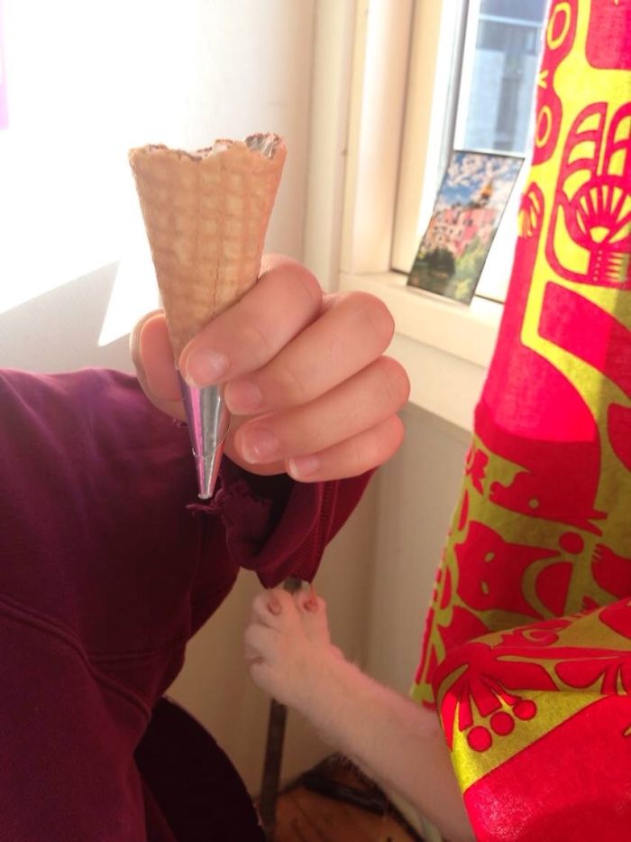 146 Cat-Thieves That Were Caught Red-Pawed