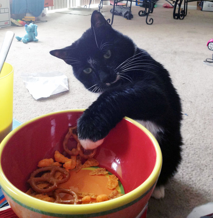 146 Cat-Thieves That Were Caught Red-Pawed