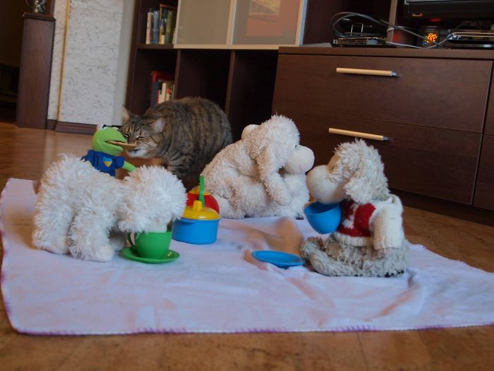 146 Cat-Thieves That Were Caught Red-Pawed