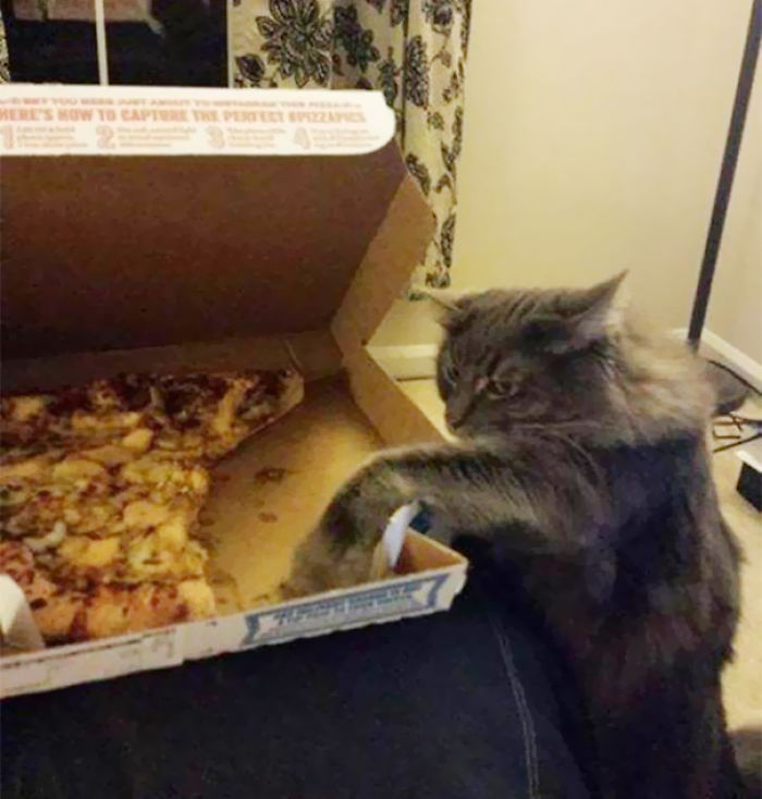 146 Cat-Thieves That Were Caught Red-Pawed