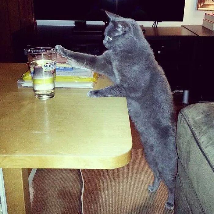 146 Cat-Thieves That Were Caught Red-Pawed