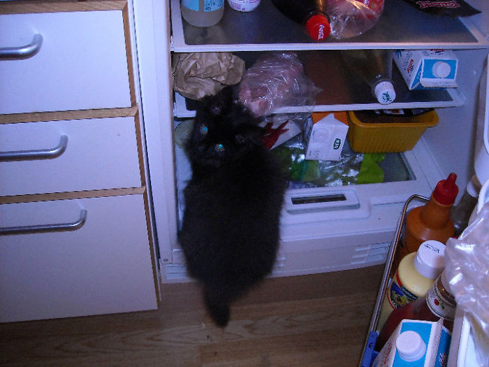 146 Cat-Thieves That Were Caught Red-Pawed