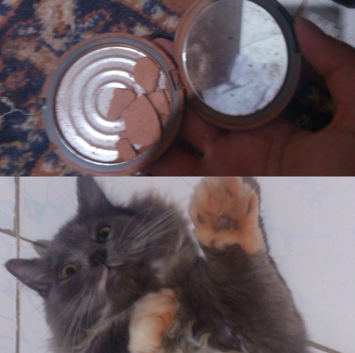 146 Cat-Thieves That Were Caught Red-Pawed