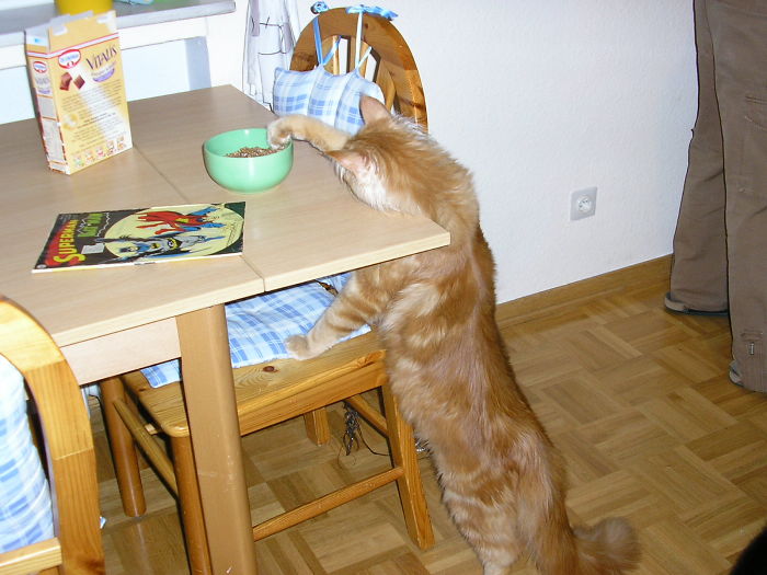 146 Cat-Thieves That Were Caught Red-Pawed