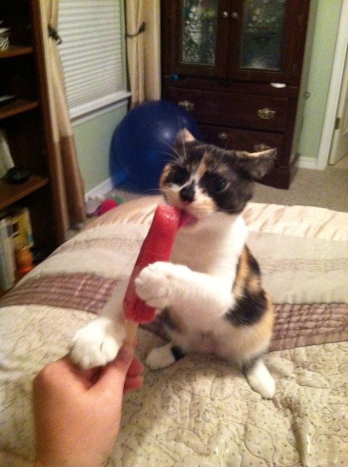 146 Cat-Thieves That Were Caught Red-Pawed