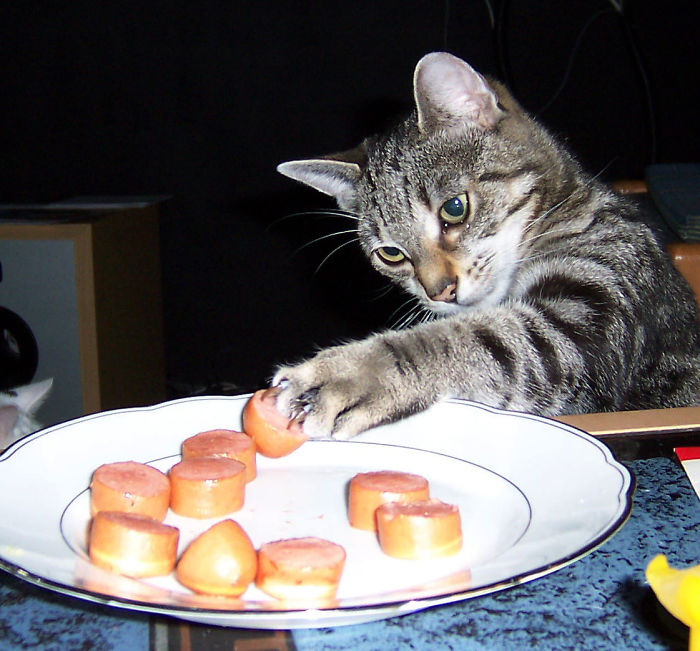 146 Cat-Thieves That Were Caught Red-Pawed