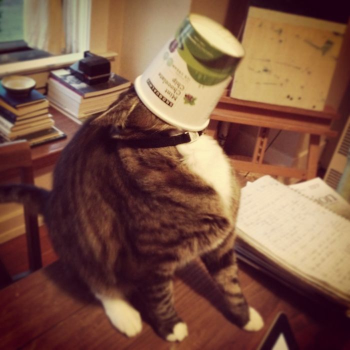 146 Cat-Thieves That Were Caught Red-Pawed