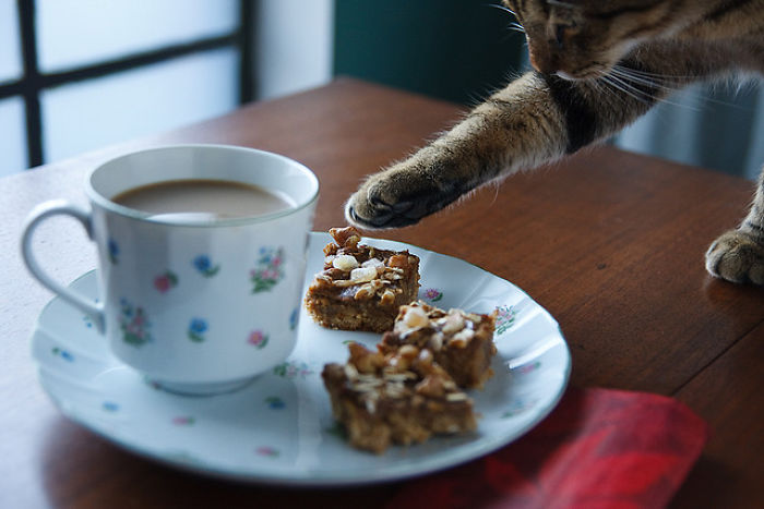 146 Cat-Thieves That Were Caught Red-Pawed