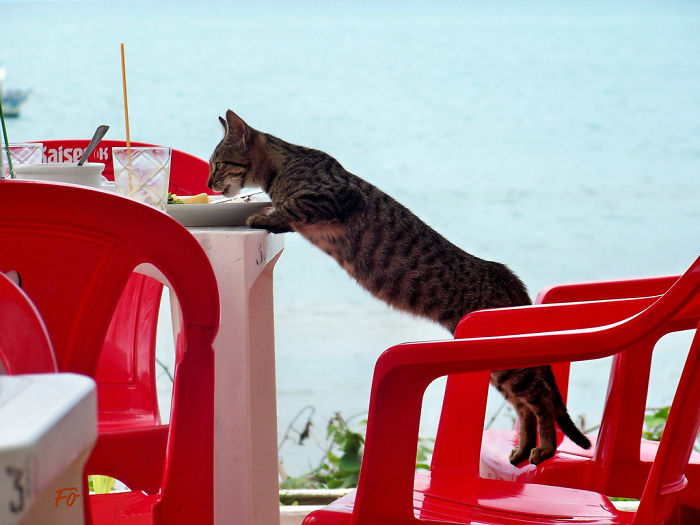 146 Cat-Thieves That Were Caught Red-Pawed