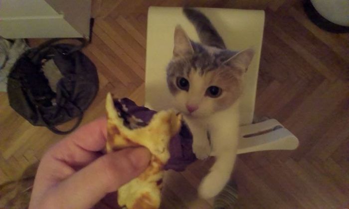 146 Cat-Thieves That Were Caught Red-Pawed