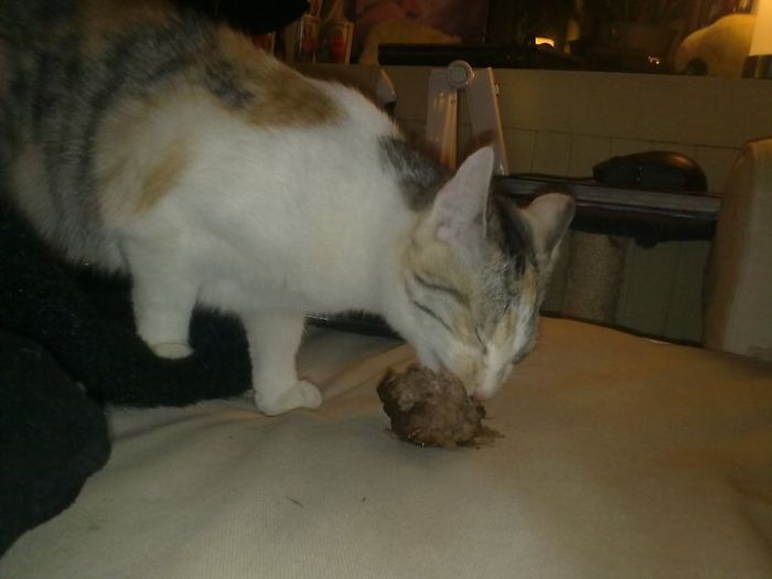 146 Cat-Thieves That Were Caught Red-Pawed