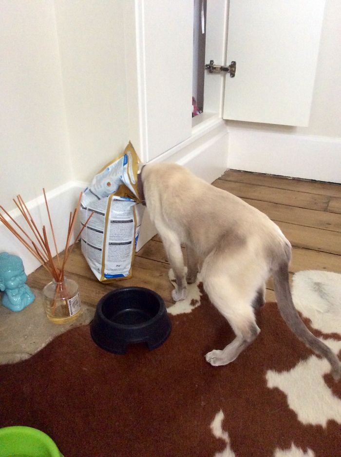 146 Cat-Thieves That Were Caught Red-Pawed