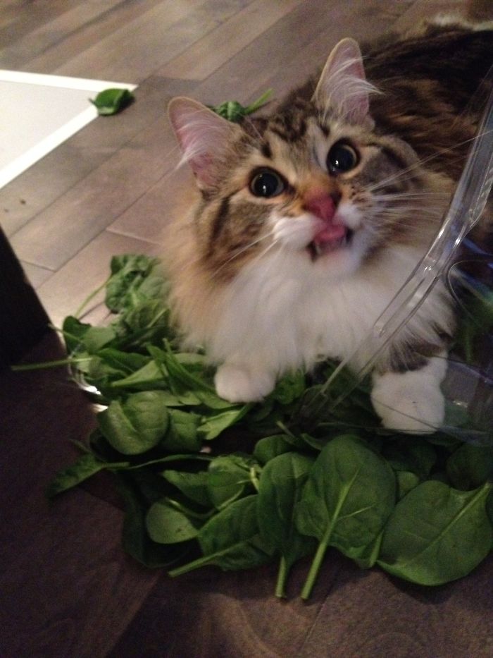 146 Cat-Thieves That Were Caught Red-Pawed