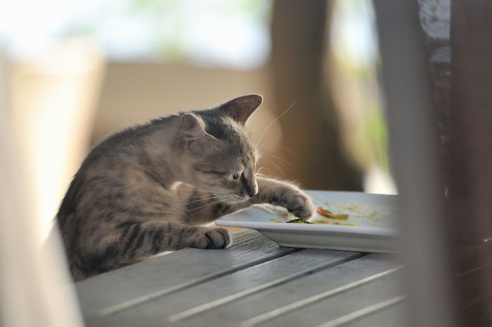 146 Cat-Thieves That Were Caught Red-Pawed