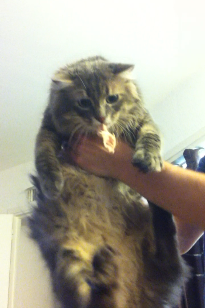 146 Cat-Thieves That Were Caught Red-Pawed