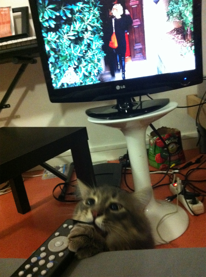 146 Cat-Thieves That Were Caught Red-Pawed