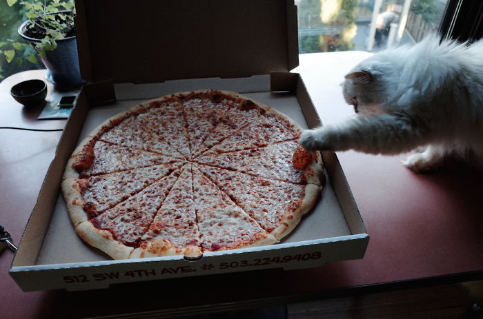 146 Cat-Thieves That Were Caught Red-Pawed