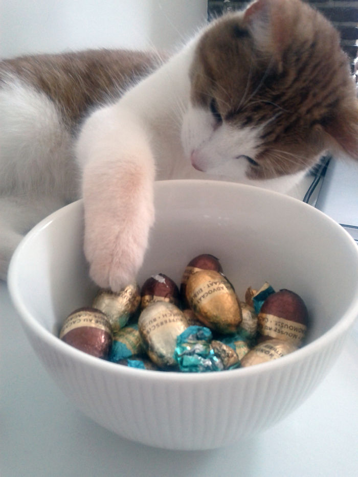 146 Cat-Thieves That Were Caught Red-Pawed