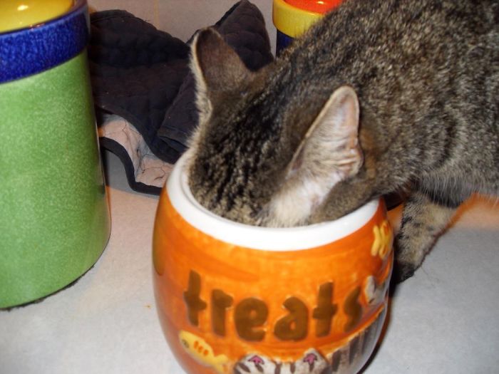 146 Cat-Thieves That Were Caught Red-Pawed