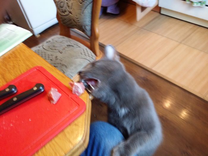 146 Cat-Thieves That Were Caught Red-Pawed