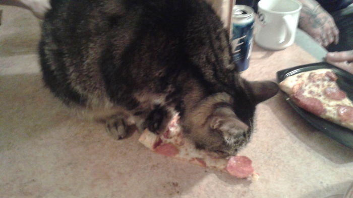 146 Cat-Thieves That Were Caught Red-Pawed