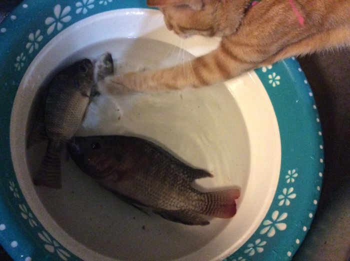 146 Cat-Thieves That Were Caught Red-Pawed