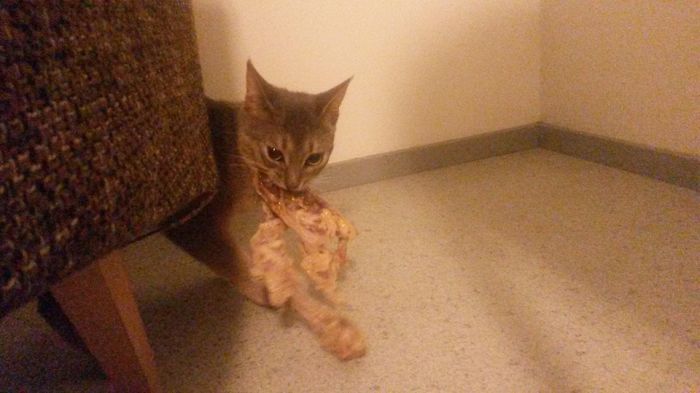 146 Cat-Thieves That Were Caught Red-Pawed