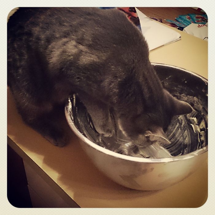 146 Cat-Thieves That Were Caught Red-Pawed