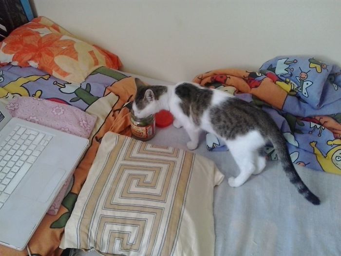 146 Cat-Thieves That Were Caught Red-Pawed