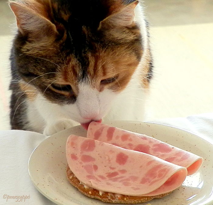 146 Cat-Thieves That Were Caught Red-Pawed