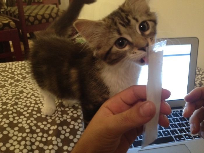 146 Cat-Thieves That Were Caught Red-Pawed