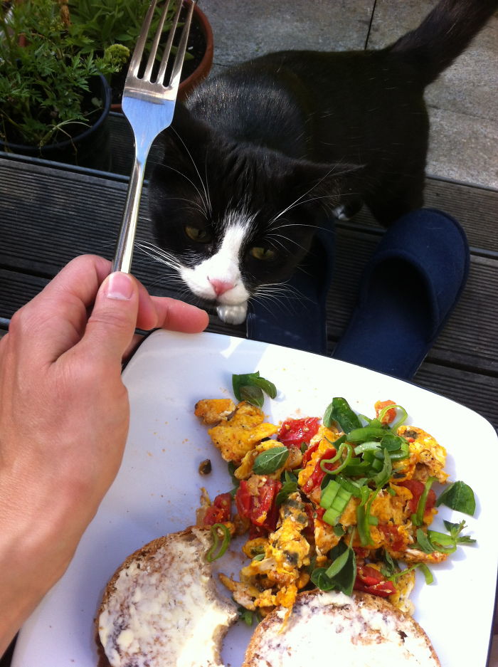 146 Cat-Thieves That Were Caught Red-Pawed