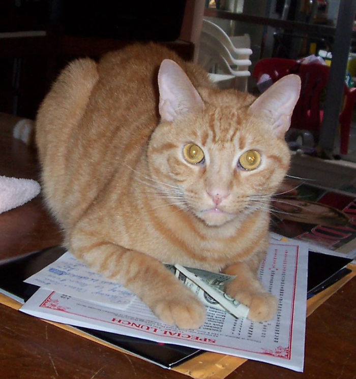 146 Cat-Thieves That Were Caught Red-Pawed