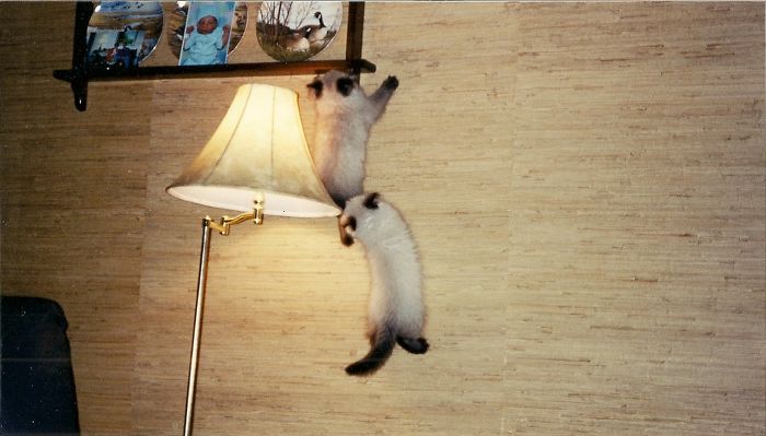 146 Cat-Thieves That Were Caught Red-Pawed