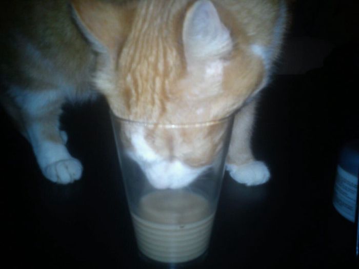 146 Cat-Thieves That Were Caught Red-Pawed