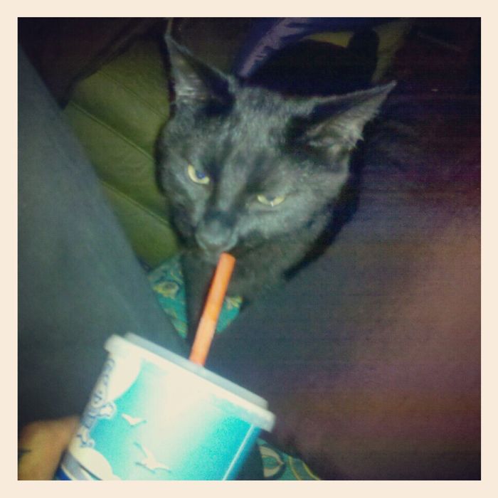 146 Cat-Thieves That Were Caught Red-Pawed