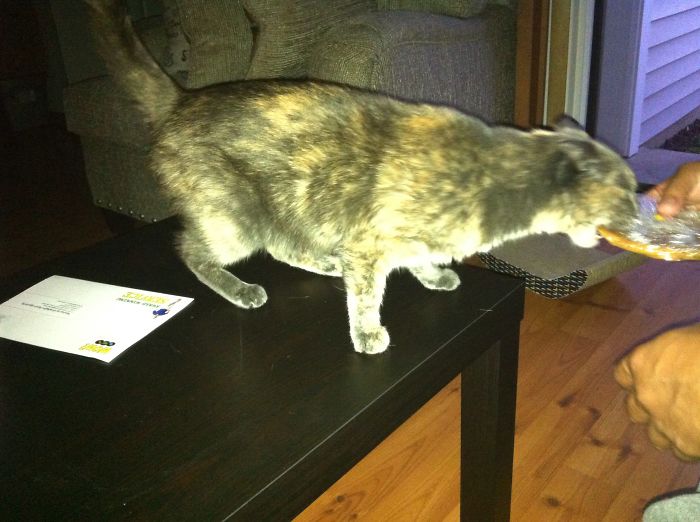 146 Cat-Thieves That Were Caught Red-Pawed