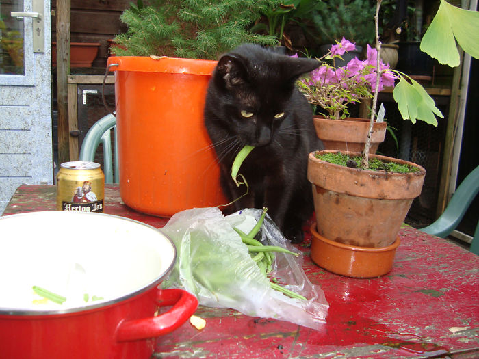 146 Cat-Thieves That Were Caught Red-Pawed