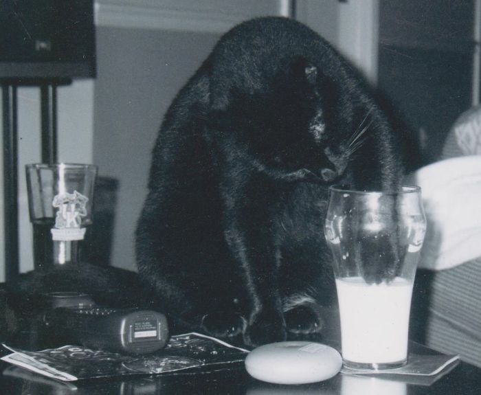 146 Cat-Thieves That Were Caught Red-Pawed