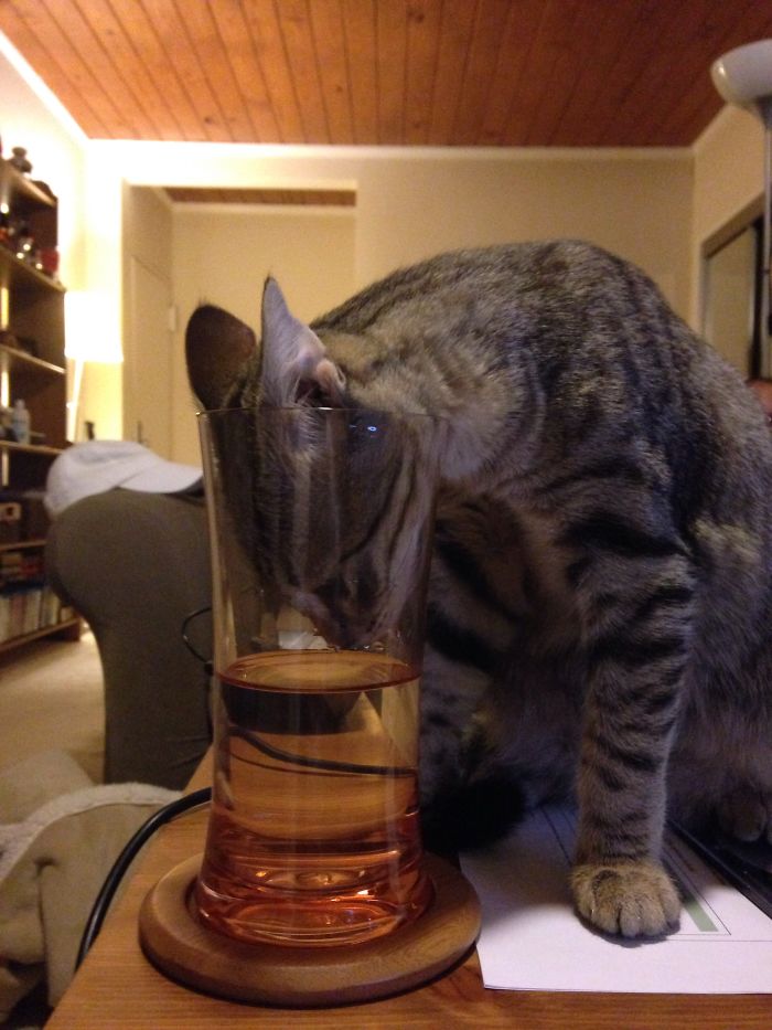 146 Cat-Thieves That Were Caught Red-Pawed