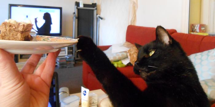 146 Cat-Thieves That Were Caught Red-Pawed