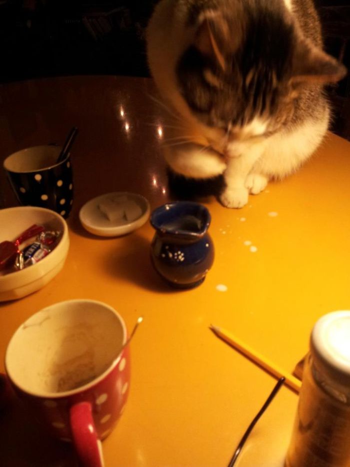 146 Cat-Thieves That Were Caught Red-Pawed